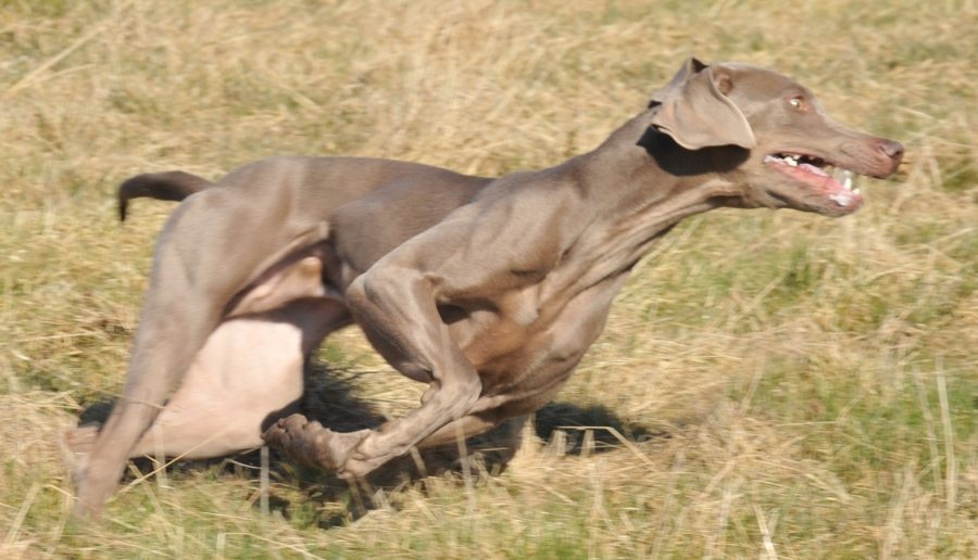 Dangerous dogs? No! Just having fun.