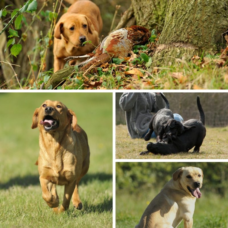 Labrador Retriever